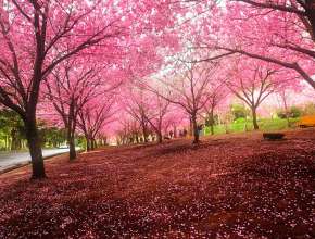 Kinh nghiệm du lịch Nhật Bản tháng 3